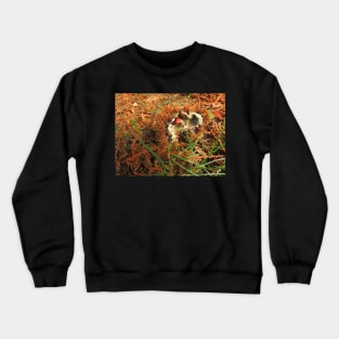 Chestnut Or Hedgehog? Crewneck Sweatshirt